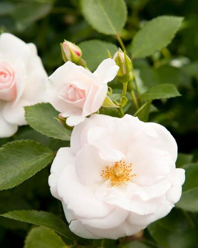 5月のバラ庭を夢見て、冬のうちに、さあ苗を植えよう！【ガーデニング】（サムネイル画像6）