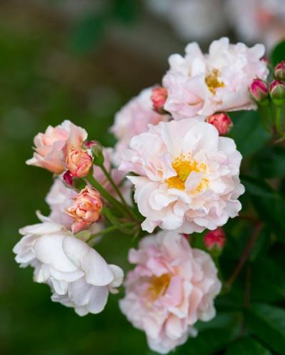 5月のバラ庭を夢見て、冬のうちに、さあ苗を植えよう！【ガーデニング】（サムネイル画像5）