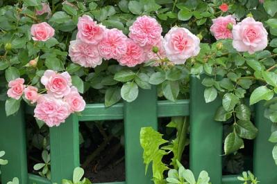 5月のバラ庭を夢見て、冬のうちに、さあ苗を植えよう！【ガーデニング】（サムネイル画像3）