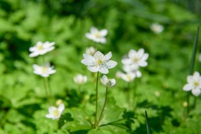 【ガーデニング】春を先取りする、アネモネとすてきな仲間たち。植えっぱなしで楽しもう！（サムネイル画像7）