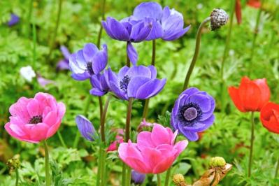 【ガーデニング】春を先取りする、アネモネとすてきな仲間たち。植えっぱなしで楽しもう！（サムネイル画像5）