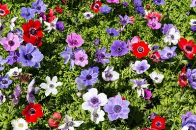 【ガーデニング】春を先取りする、アネモネとすてきな仲間たち。植えっぱなしで楽しもう！（サムネイル画像3）