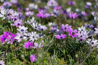 【ガーデニング】春を先取りする、アネモネとすてきな仲間たち。植えっぱなしで楽しもう！（サムネイル画像13）