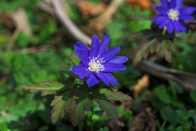 【ガーデニング】春を先取りする、アネモネとすてきな仲間たち。植えっぱなしで楽しもう！（サムネイル画像9）