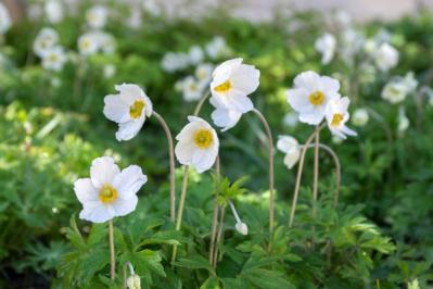 【ガーデニング】春を先取りする、アネモネとすてきな仲間たち。植えっぱなしで楽しもう！（サムネイル画像12）