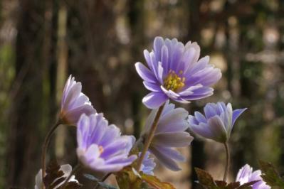 【ガーデニング】春を先取りする、アネモネとすてきな仲間たち。植えっぱなしで楽しもう！（サムネイル画像10）