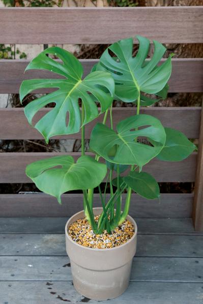 【写真でわかる！】中型観葉植物の植えかえ方。モンステラを5号鉢から7号鉢へ植えかえる【ガーデニング】（サムネイル画像12）