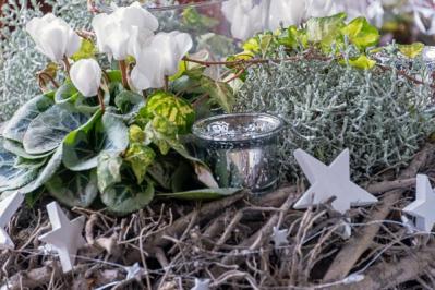 【ガーデニング】年末年始を飾る花【7選】クリスマスもお正月も、庭や玄関先を華やかに！（サムネイル画像16）