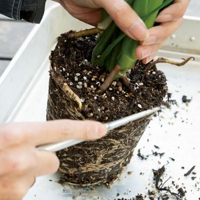 【写真でわかる！】中型観葉植物の植えかえ方。モンステラを5号鉢から7号鉢へ植えかえる【ガーデニング】（サムネイル画像5）