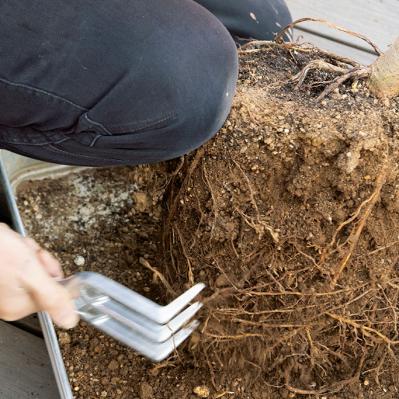 【ガーデニング】大型観葉植物の植えかえ方。フィカスを8号鉢から10号鉢へ植えかえる（サムネイル画像7）