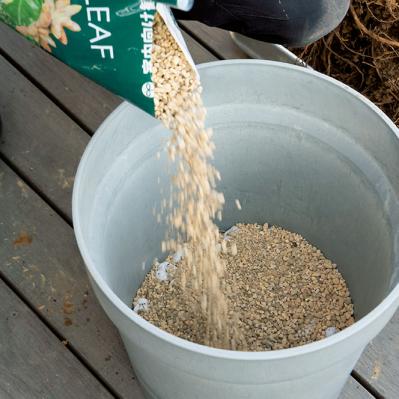 【ガーデニング】大型観葉植物の植えかえ方。フィカスを8号鉢から10号鉢へ植えかえる（サムネイル画像11）