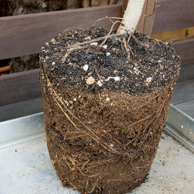 【ガーデニング】大型観葉植物の植えかえ方。フィカスを8号鉢から10号鉢へ植えかえる（サムネイル画像6）