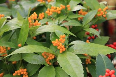 【ガーデニング】年末年始を飾る花【7選】クリスマスもお正月も、庭や玄関先を華やかに！（サムネイル画像10）