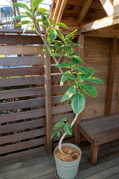 【ガーデニング】大型観葉植物の植えかえ方。フィカスを8号鉢から10号鉢へ植えかえる（サムネイル画像17）