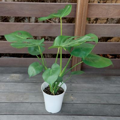 【写真でわかる！】中型観葉植物の植えかえ方。モンステラを5号鉢から7号鉢へ植えかえる【ガーデニング】（サムネイル画像2）