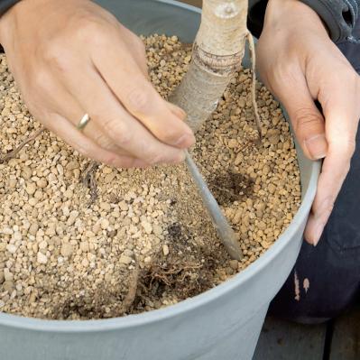 【ガーデニング】大型観葉植物の植えかえ方。フィカスを8号鉢から10号鉢へ植えかえる（サムネイル画像14）