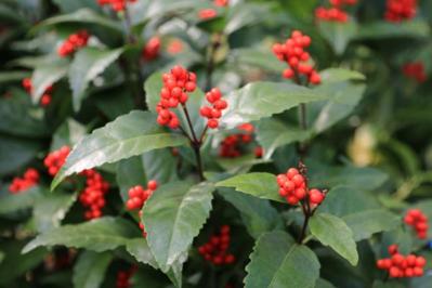 【ガーデニング】年末年始を飾る花【7選】クリスマスもお正月も、庭や玄関先を華やかに！（サムネイル画像11）