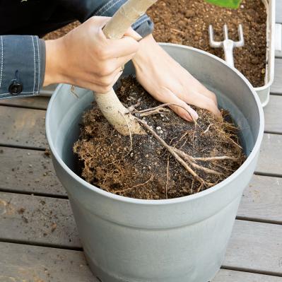 【ガーデニング】大型観葉植物の植えかえ方。フィカスを8号鉢から10号鉢へ植えかえる（サムネイル画像12）
