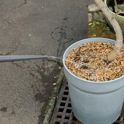 【ガーデニング】大型観葉植物の植えかえ方。フィカスを8号鉢から10号鉢へ植えかえる（サムネイル画像16）