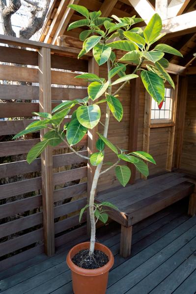 【ガーデニング】大型観葉植物の植えかえ方。フィカスを8号鉢から10号鉢へ植えかえる（サムネイル画像2）