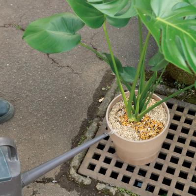 【写真でわかる！】中型観葉植物の植えかえ方。モンステラを5号鉢から7号鉢へ植えかえる【ガーデニング】（サムネイル画像11）