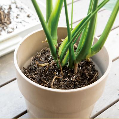 【写真でわかる！】中型観葉植物の植えかえ方。モンステラを5号鉢から7号鉢へ植えかえる【ガーデニング】（サムネイル画像7）