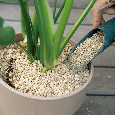 【写真でわかる！】中型観葉植物の植えかえ方。モンステラを5号鉢から7号鉢へ植えかえる【ガーデニング】（サムネイル画像9）