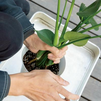 【写真でわかる！】中型観葉植物の植えかえ方。モンステラを5号鉢から7号鉢へ植えかえる【ガーデニング】（サムネイル画像4）