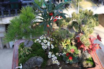 【ガーデニング】年末年始を飾る花【7選】クリスマスもお正月も、庭や玄関先を華やかに！（サムネイル画像15）