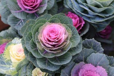 【ガーデニング】年末年始を飾る花【7選】クリスマスもお正月も、庭や玄関先を華やかに！（サムネイル画像6）