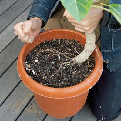 【ガーデニング】大型観葉植物の植えかえ方。フィカスを8号鉢から10号鉢へ植えかえる（サムネイル画像3）