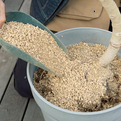 【ガーデニング】大型観葉植物の植えかえ方。フィカスを8号鉢から10号鉢へ植えかえる（サムネイル画像15）