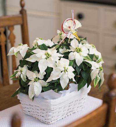 【鉢花の正月風の飾り方】クリスマスが過ぎても楽しめる！「ポインセチア」のアレンジ（サムネイル画像5）