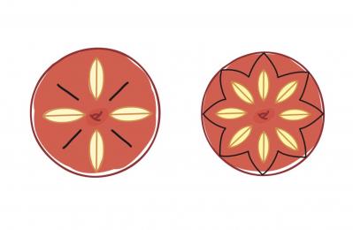 【大人かわいい飾り切り】食べるのがもったいないほどキュートな「フルーツボックス」（サムネイル画像20）