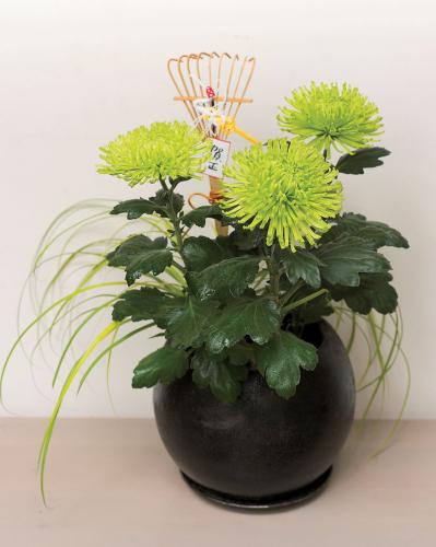 【鉢花の正月風の飾り方】年末年始の室内を明るく照らす「ポットマム」のアレンジ（サムネイル画像2）
