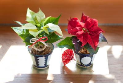 【鉢花の正月風の飾り方】クリスマスが過ぎても楽しめる！「ポインセチア」のアレンジ（サムネイル画像6）