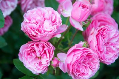 【ガーデニング】年末からはバラ仕事が目白押し！まずは鉢植えバラの手入れを（サムネイル画像3）