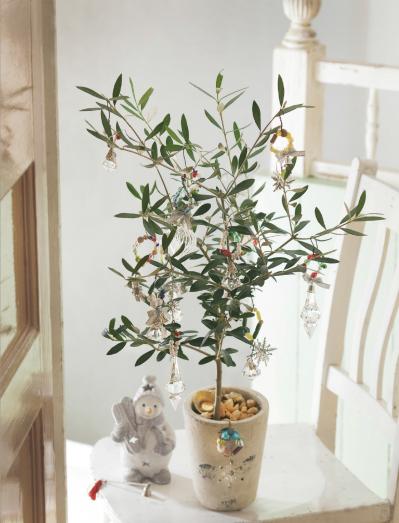 平和の象徴のハーブ【オリーブのクリスマスツリー】キラキラと輝くオーナメントで明るい気持ちに！（サムネイル画像2）
