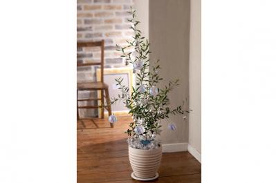 平和の象徴のハーブ【オリーブのクリスマスツリー】キラキラと輝くオーナメントで明るい気持ちに！