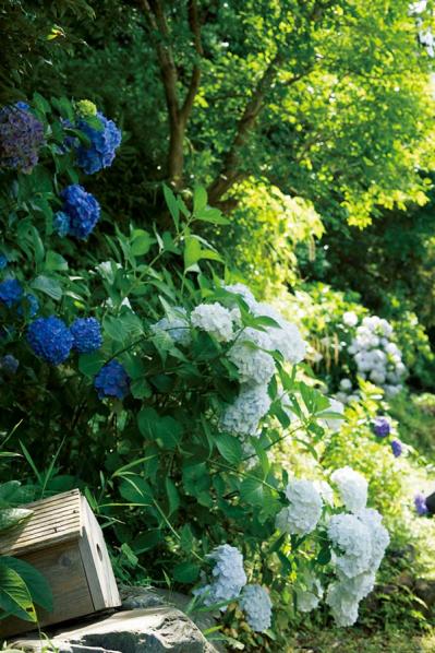 元ミス日本 伊藤千桃さんの暮らし方「小麦粉さえあれば、来客があっても何とかなる！」（サムネイル画像13）