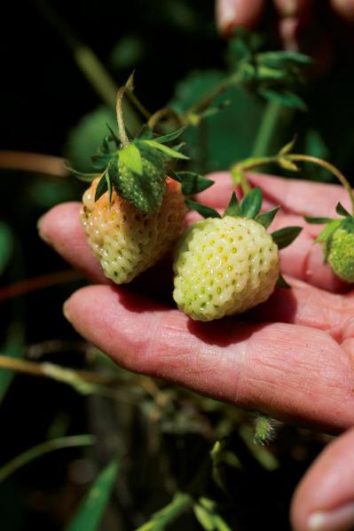 元ミス日本 伊藤千桃さんの暮らし方「小麦粉さえあれば、来客があっても何とかなる！」（サムネイル画像12）