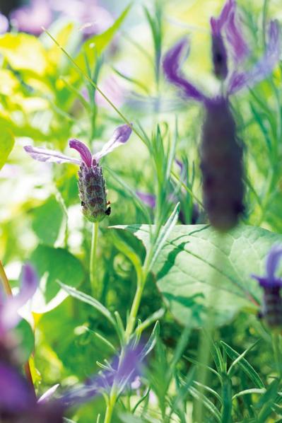 元ミス日本 伊藤千桃さんの暮らし方「小麦粉さえあれば、来客があっても何とかなる！」（サムネイル画像11）