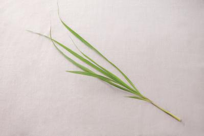 正月飾りにも活用できるハーブ【レモングラス】の栽培方法と活用アイデア2選【ガーデニング】（サムネイル画像3）