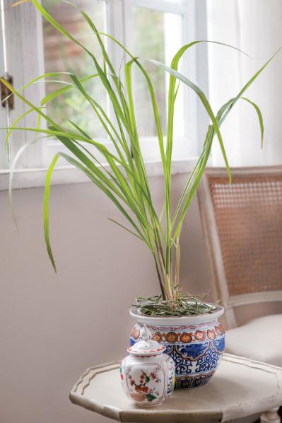 正月飾りにも活用できるハーブ【レモングラス】の栽培方法と活用アイデア2選【ガーデニング】（サムネイル画像4）
