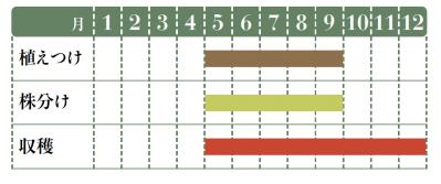 正月飾りにも活用できるハーブ【レモングラス】の栽培方法と活用アイデア2選【ガーデニング】（サムネイル画像2）