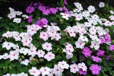 【ガーデニング】ロマンチックな流通名の花５選。植物の正式な名前を知っておこう！初心者に役立つ基礎知識（サムネイル画像12）