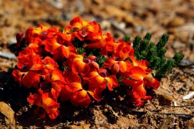 【ガーデニング】ロマンチックな流通名の花５選。植物の正式な名前を知っておこう！初心者に役立つ基礎知識（サムネイル画像2）