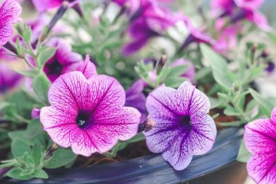 【ガーデニング】ロマンチックな流通名の花５選。植物の正式な名前を知っておこう！初心者に役立つ基礎知識（サムネイル画像11）