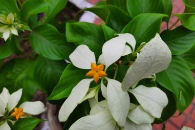 【ガーデニング】ロマンチックな流通名の花５選。植物の正式な名前を知っておこう！初心者に役立つ基礎知識（サムネイル画像4）