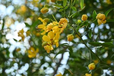 【ガーデニング】ロマンチックな流通名の花５選。植物の正式な名前を知っておこう！初心者に役立つ基礎知識（サムネイル画像5）